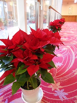 ホーム便り見出し写真